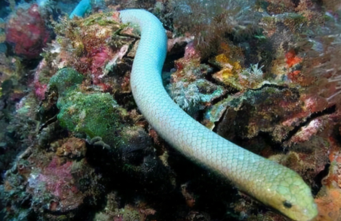 灭绝的超大巨蟒蛇,目前存活最大的蛇巨蟒