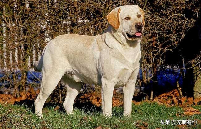 炎热的夏季如何防止狗狗中暑,拉布拉多狗狗多高的温度会中暑
