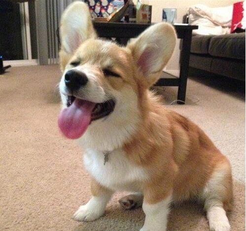 如何训练一支柯基狗狗不咬人,如何训练好一只柯基