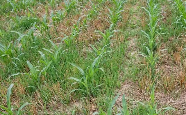 使用除草剂的注意事项,水稻除草剂使用方法及注意事项