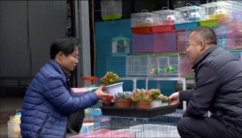 农村小伙养巴哥犬一年赚10万,小伙开宠物乐园年赚1800万