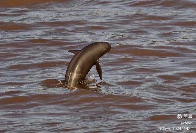 江豚戏水，醉美长江