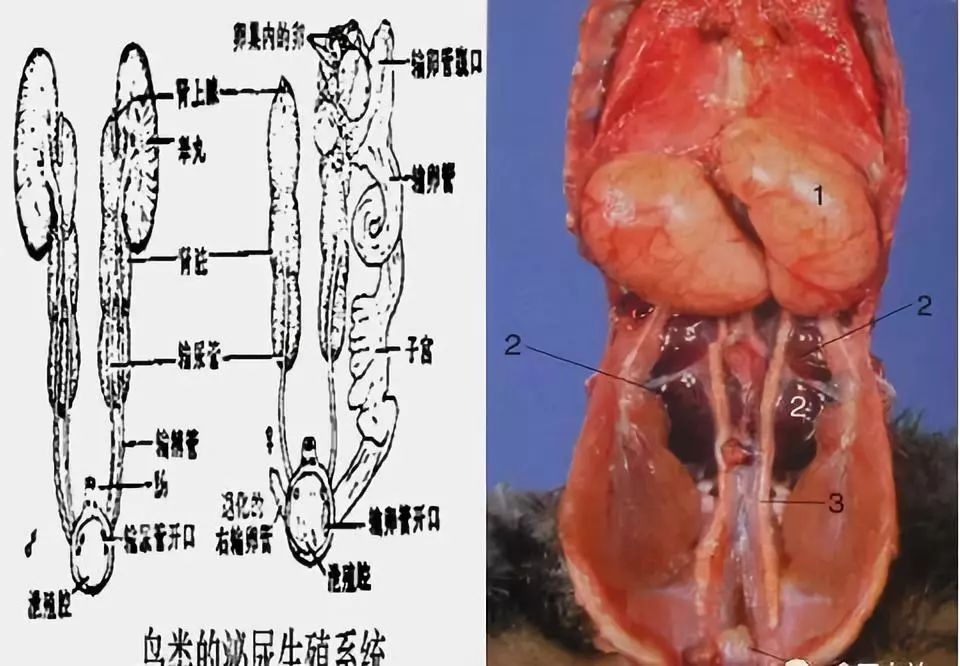 家禽常见疾病及检测方法书籍,家禽养殖疾病诊断