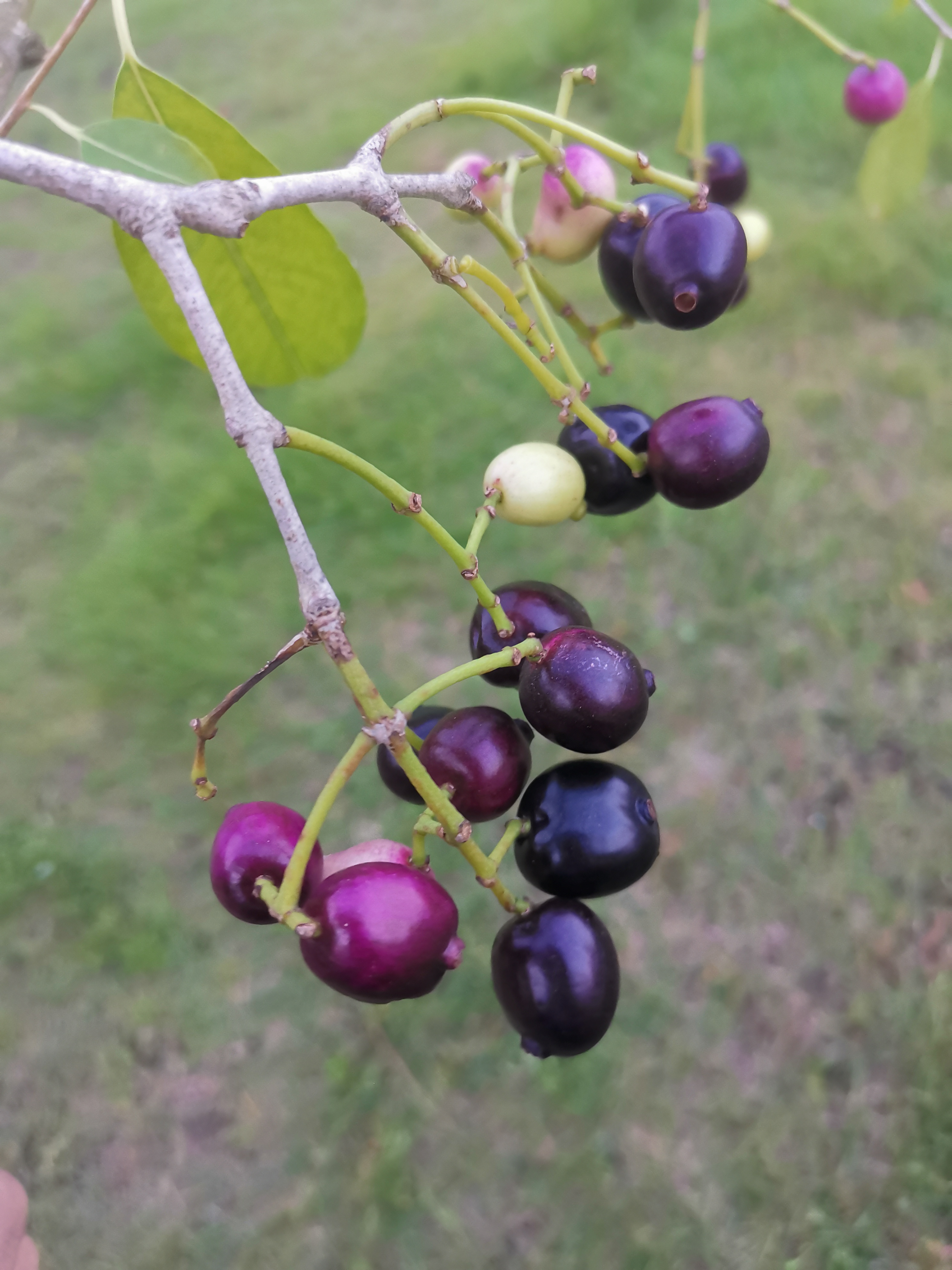 湛江黎话：共箩、火炭、黑墨、水泱……你那里叫这种果啥名字？