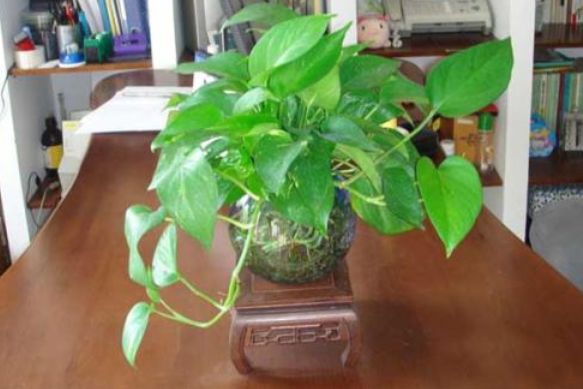 绿萝需要什么样的土壤养,绿萝既可以水培也可以土培
