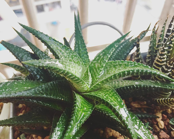 多肉植物一年四季可以晒太阳吗,夏季怕热怕晒的多肉植物