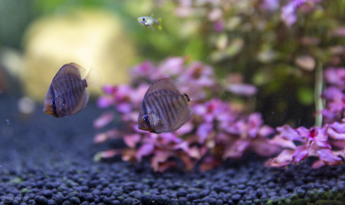 观赏鱼购买指南和注意事项,网上买观赏鱼去哪个程序买好