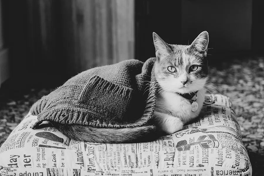 小佩饮水机3代漏电吗,小佩宠物饮水机真的有用吗