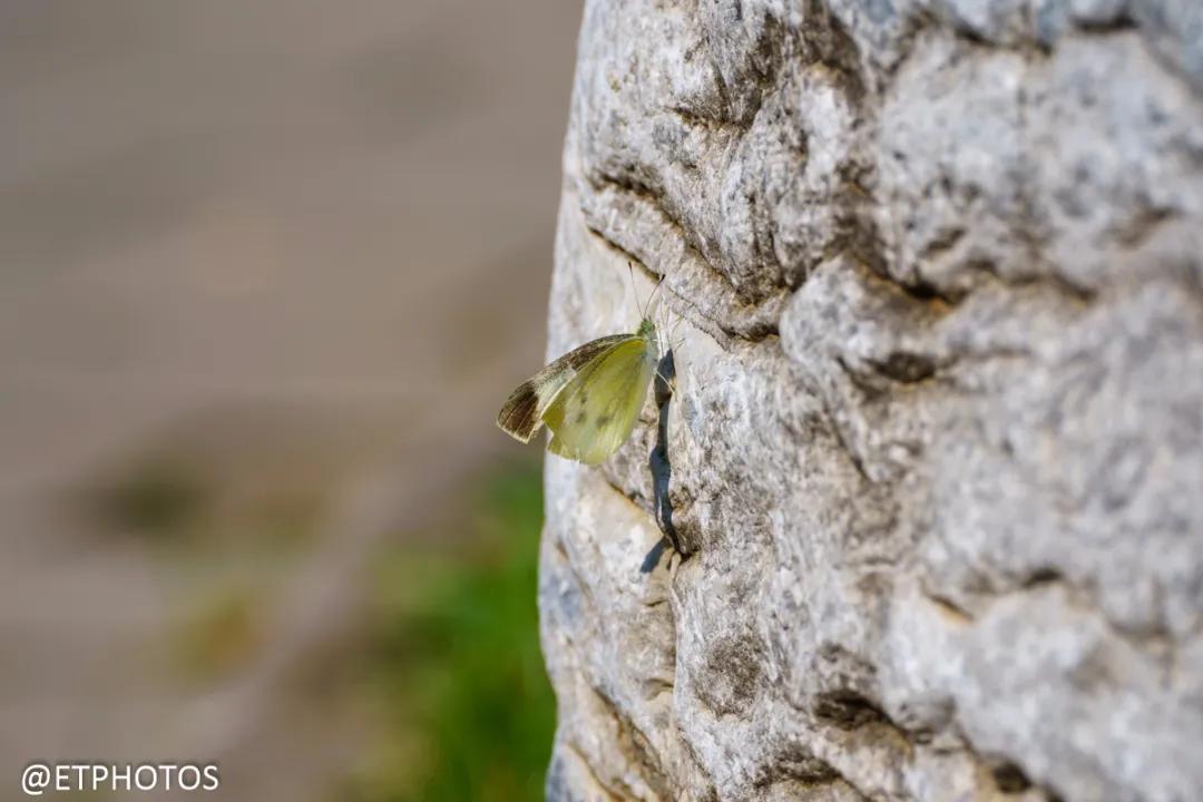 腾龙微单70-300长焦镜头,腾龙70-300是微单镜头吗