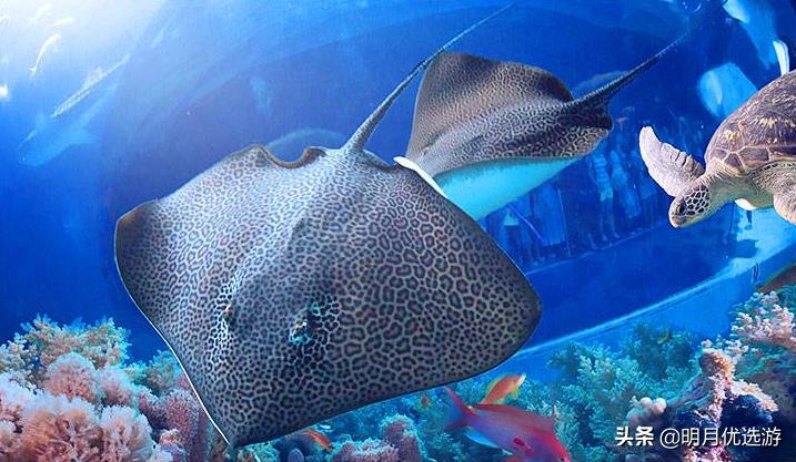 广东珠海长隆海洋王国门票多少钱,广东珠海长隆门票多少钱