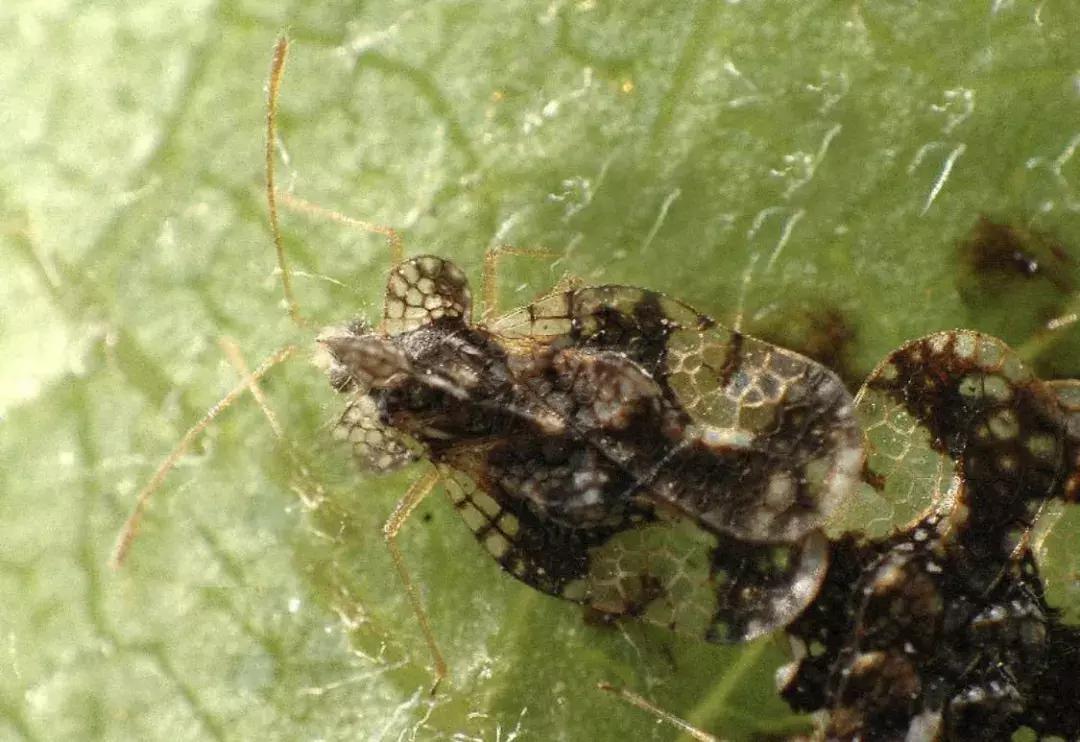 苹果虫害最佳防治方法,苹果各种虫害最佳防治时间