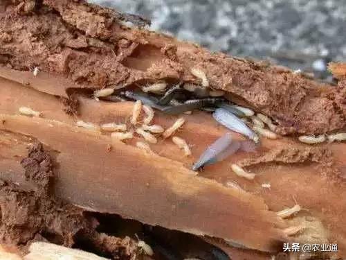 家庭防治虫害的最佳方法,病虫害防治小妙招