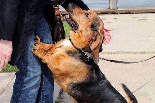 宠物狗喜欢扑人怎么办,宠物狗老爱往人身上扑