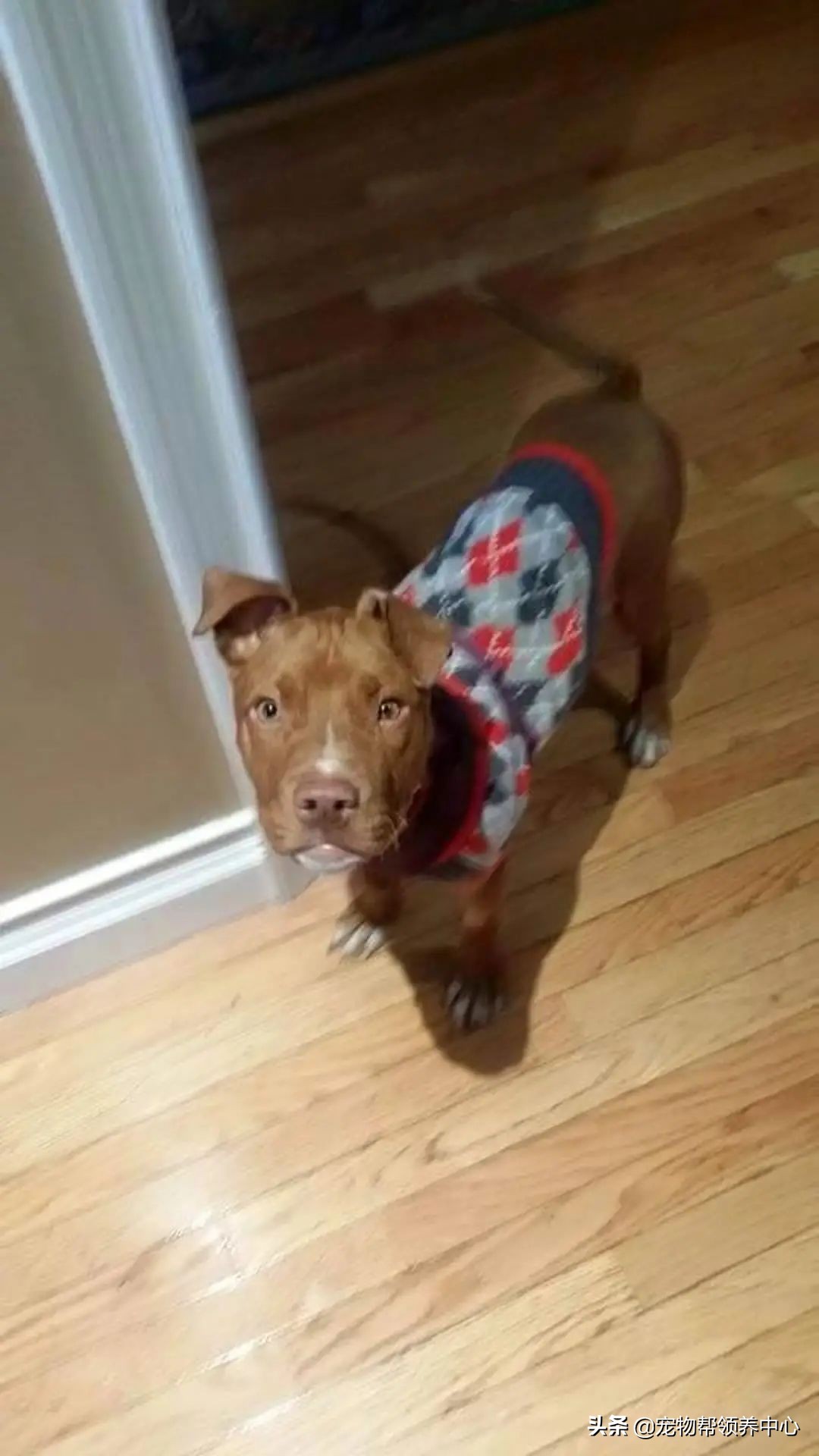 狗狗脑袋上长脓包是什么病,狗狗犬瘟头肿