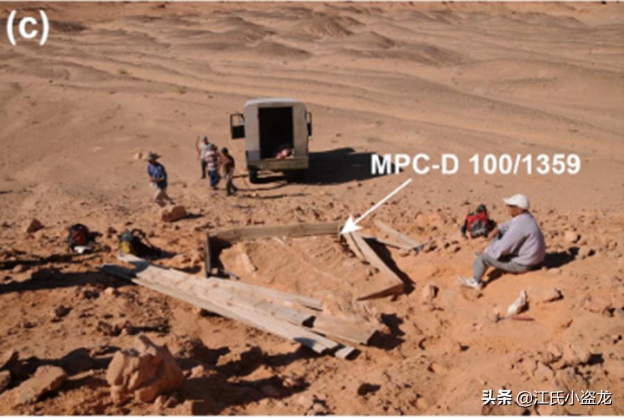 甲龙特殊形态,甲龙成年形态