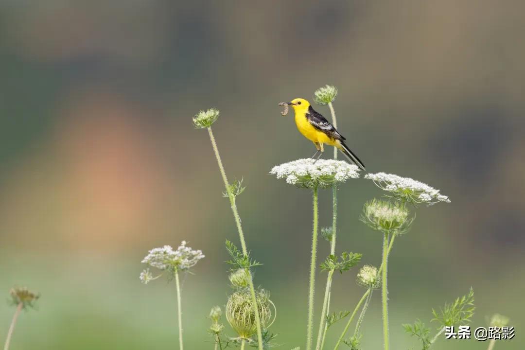 花重锦官城,花重锦官城长安