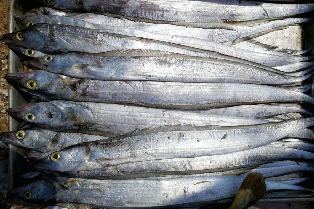 买带鱼要分清黄眼和黑眼,带鱼大眼睛的好还是小眼睛的好