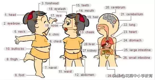 34张图教你记住英语中所有生活用词，一天记一张，一个月搞定