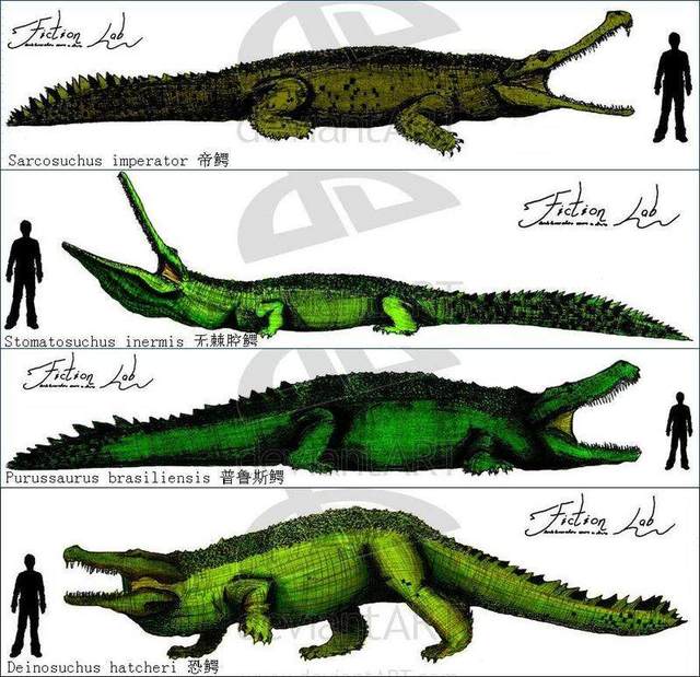 地球最大动物蓝鲸两百吨体重,地球最大的动物是什么动物