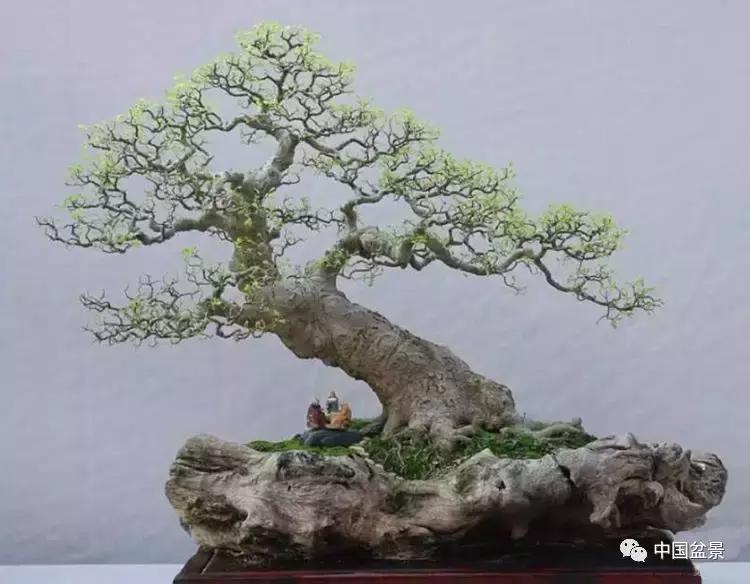 文人飘枝盆景图片欣赏,斜杆式飘枝盆景图片欣赏