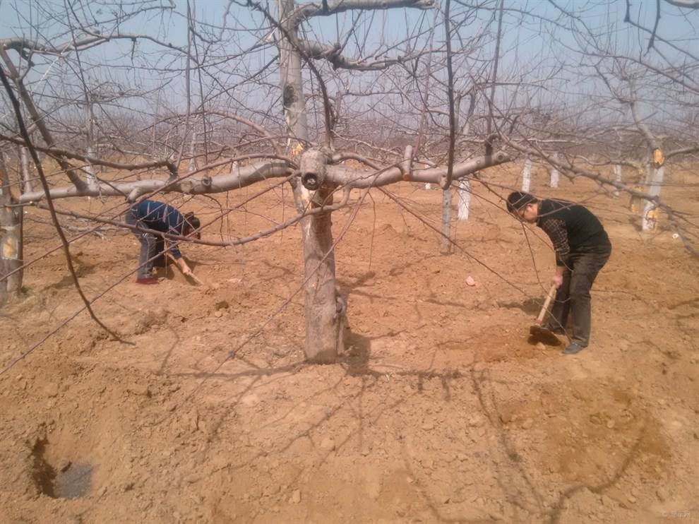 果树根癌病的发病规律与防治措施