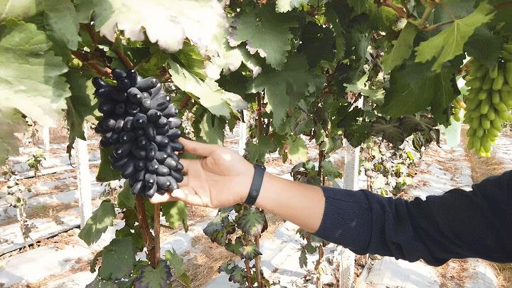 楂樻牎瀛︾敓鐪间腑鐨勫叡闈掑洟,楂樻牎鐢熺溂涓殑鏃朵唬鍙樿縼