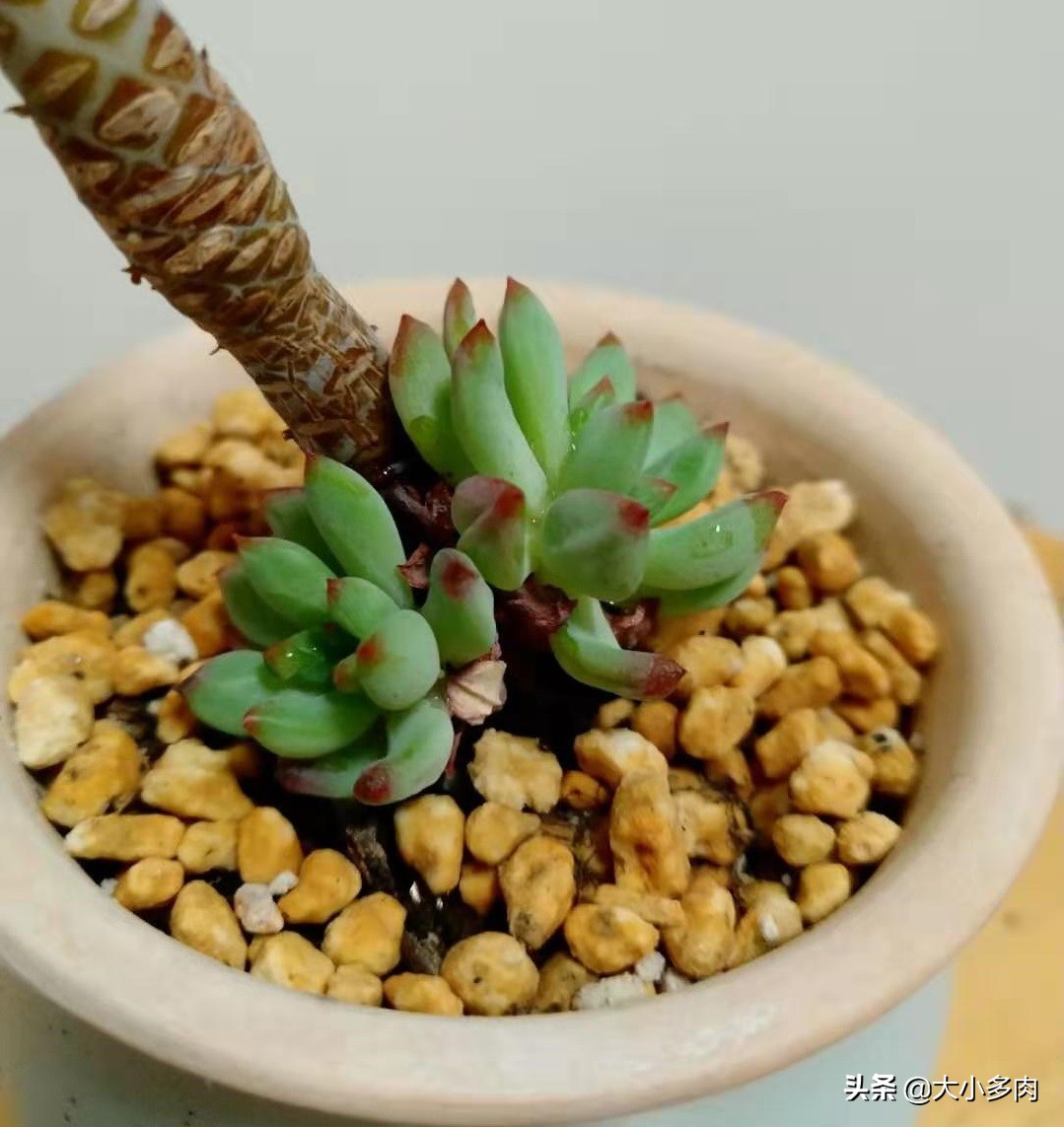 多肉爆侧芽怎么处理？看完这三种方法，你心里就有数了