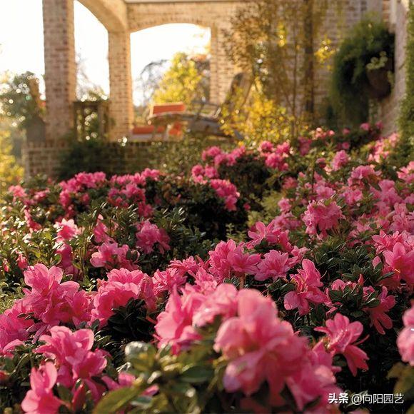 杜鹃花叶片怎么打卷,杜鹃花叶子干枯变脆变卷