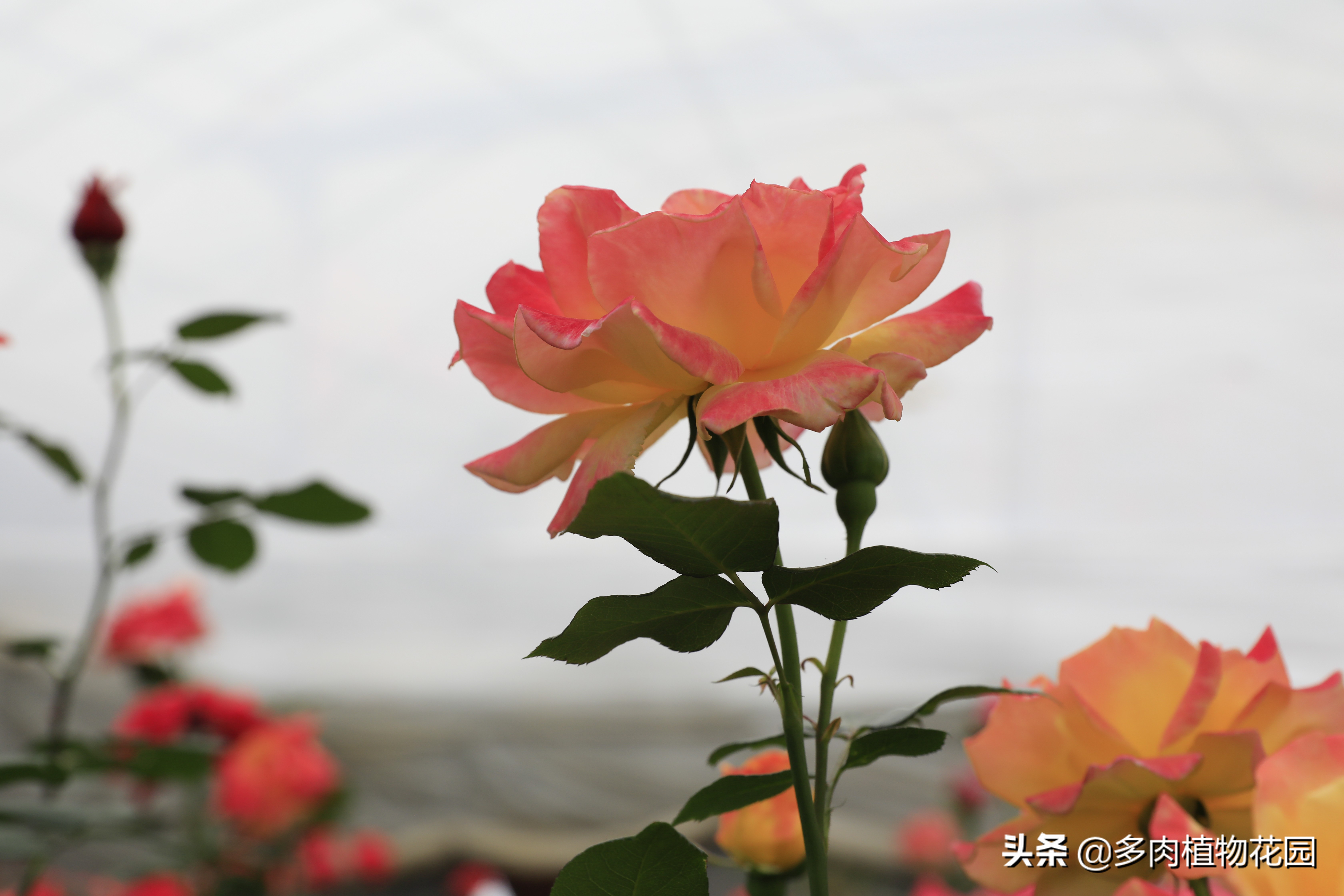 月季花霜霉病治疗方法,预防月季花霜霉病使用什么药