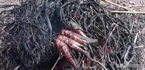 大豆黄了！你肯定还记得这些豆地里的“豆逼”趣事