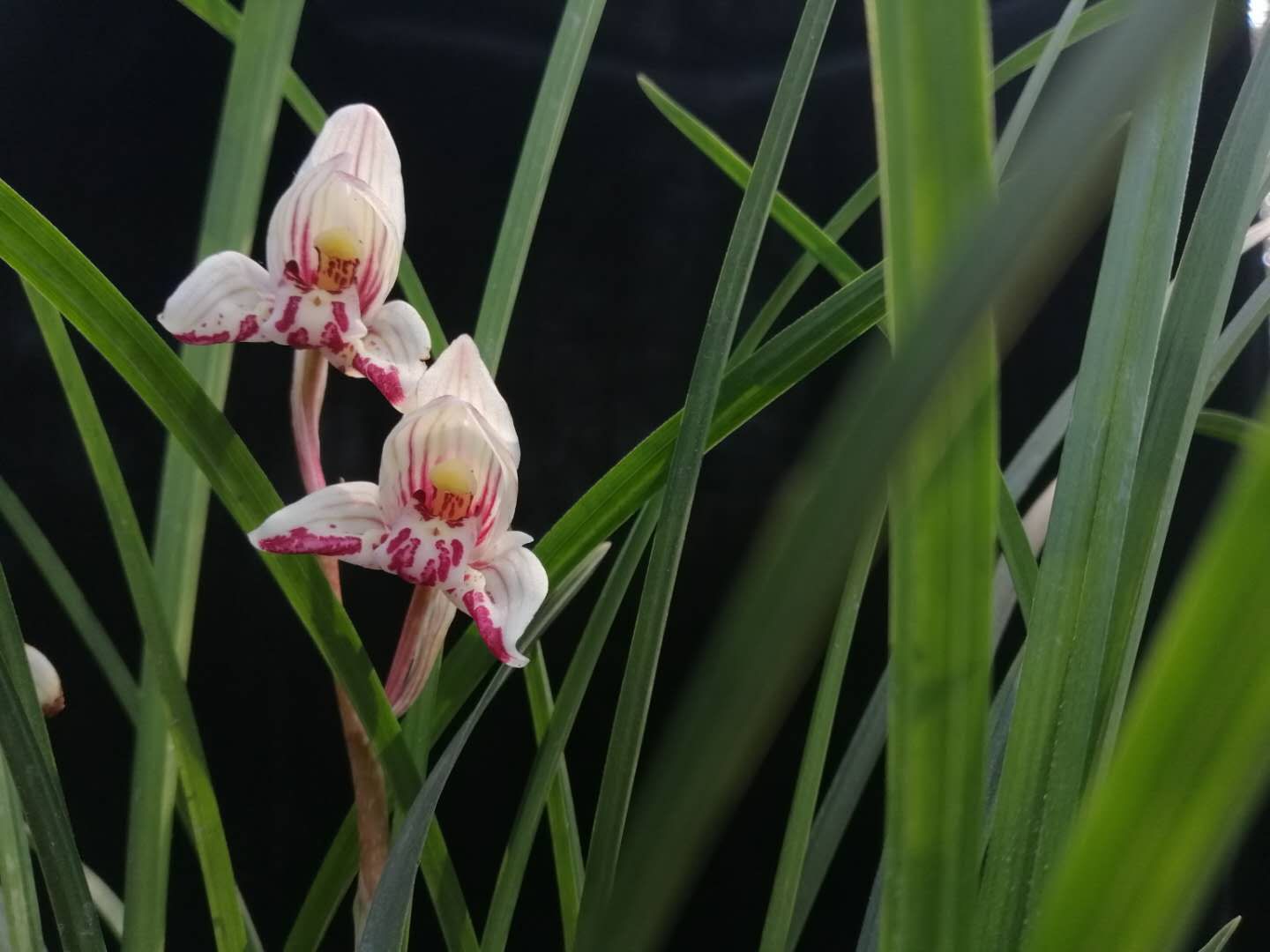 兰花八大名品价格,荷瓣兰花第一名品