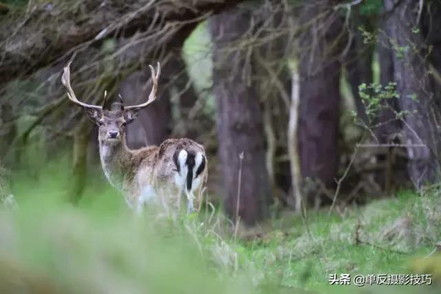 比较好的长焦镜头,关于摄影必须知道的