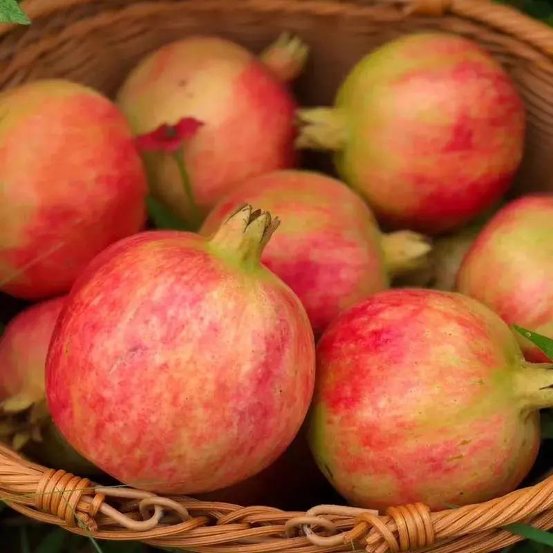 石榴突尼斯软籽石榴爆甜多汁,好吃不吐籽的突尼斯软籽石榴来了