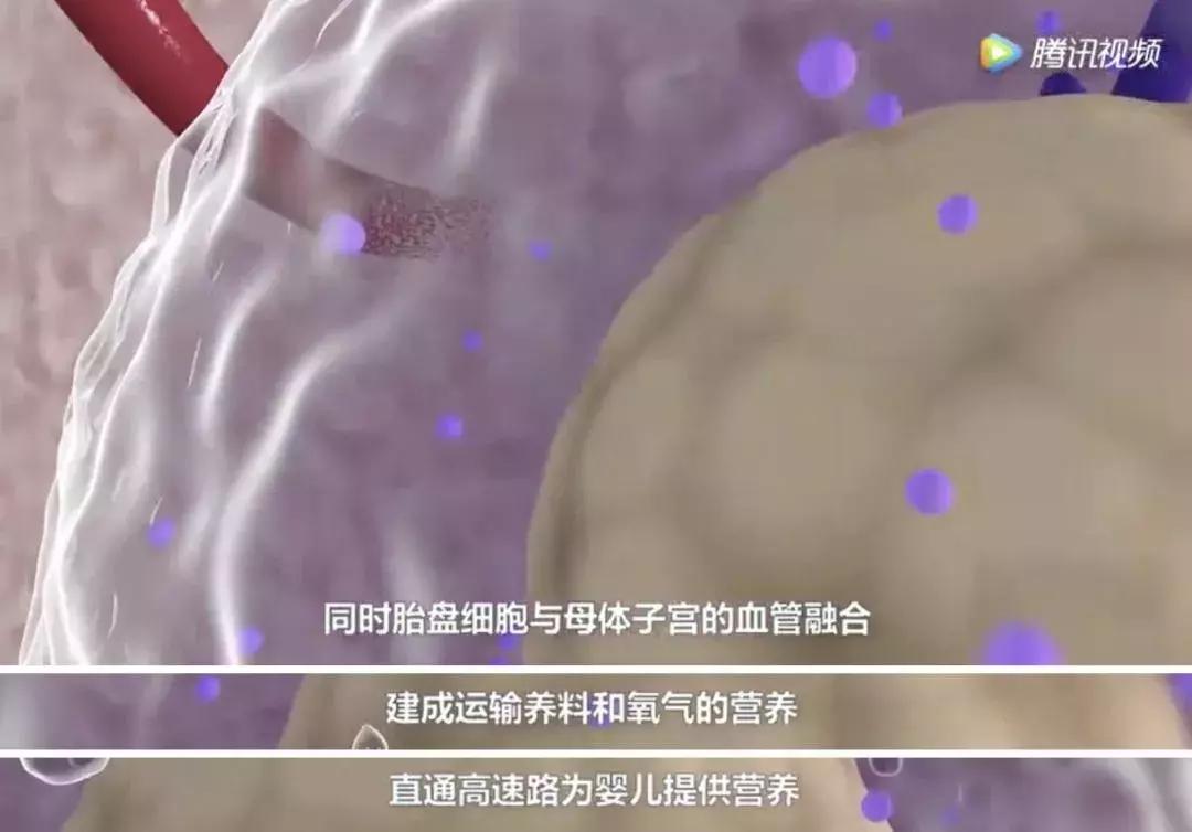 浜轰綋鑳庣洏淇℃伅,浜轰綋鑳庣洏鏄湡鐨勫悧