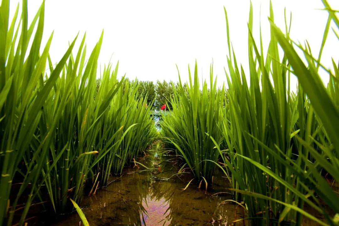 津门网金熙男:最美的稻田