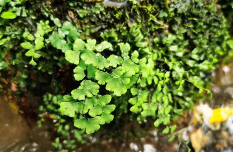 铁线蕨养殖方法和注意事项,铁线蕨如何养爆盆