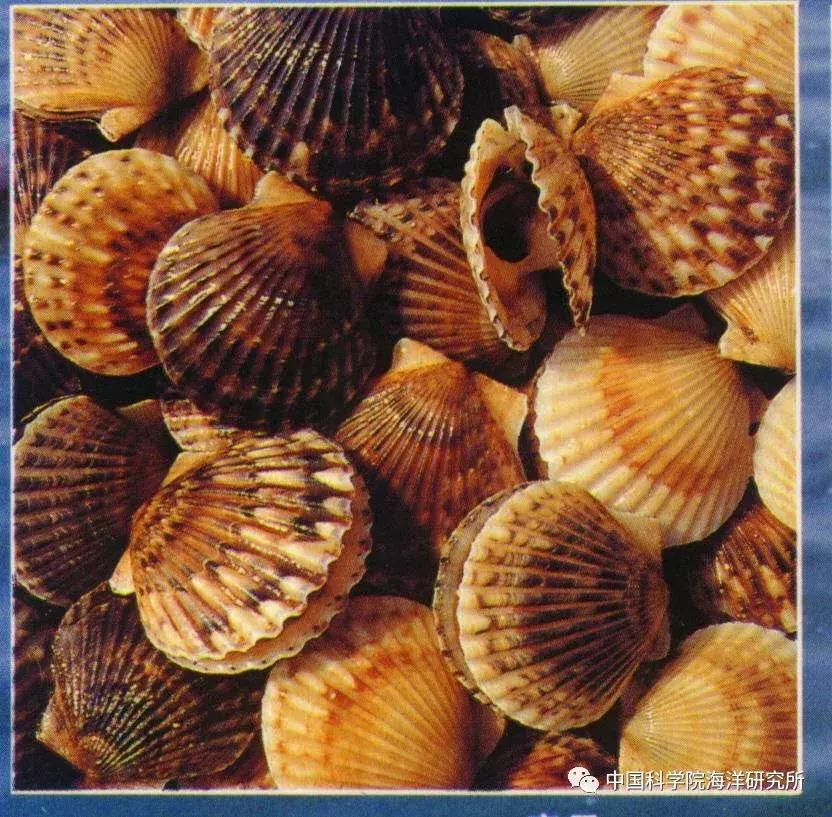 海洋渔业科学与技术排名,海洋科技所