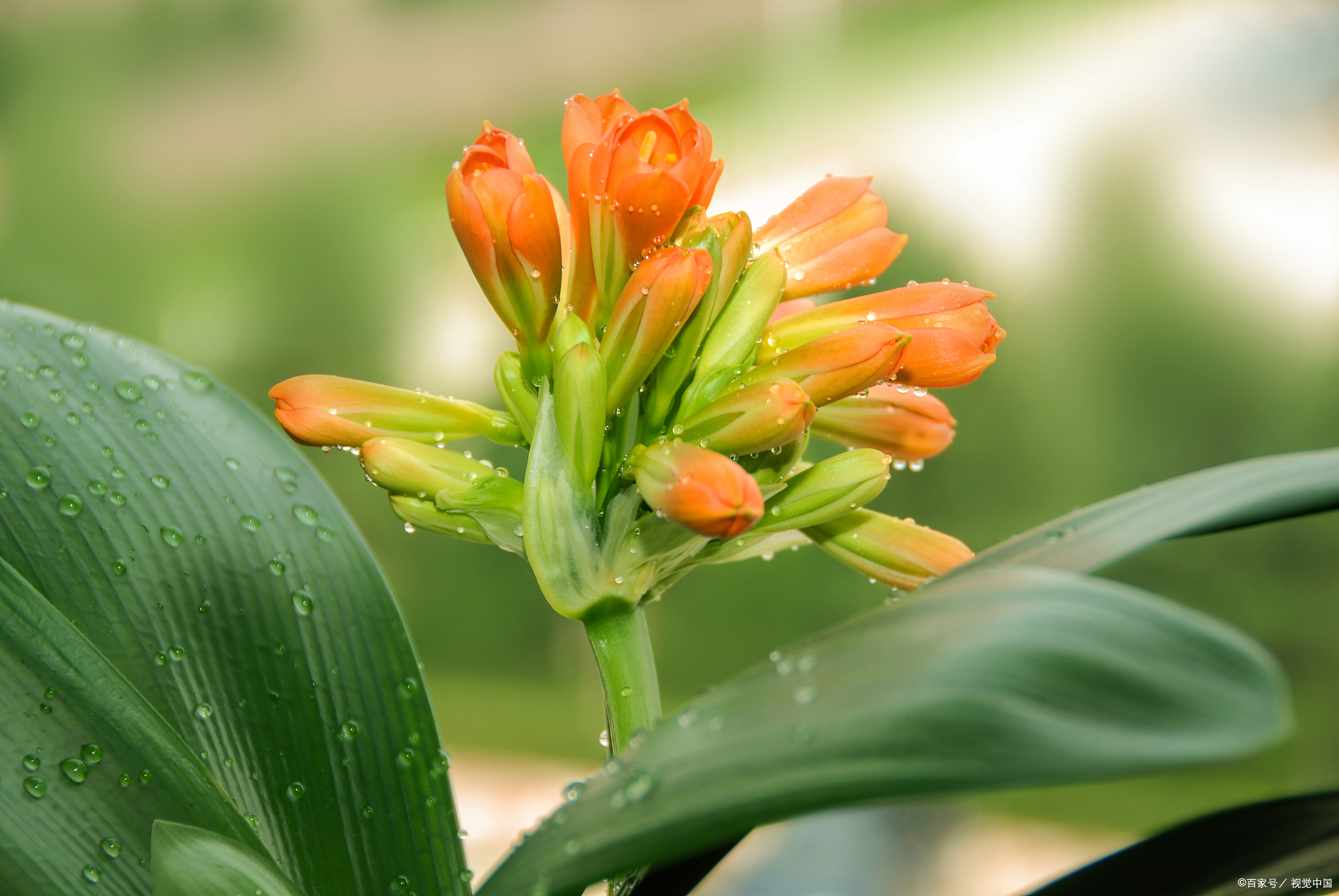 入夏君子兰小苗烂根如何处理,入夏君子兰如何换盆