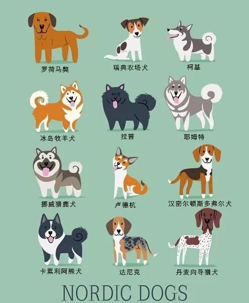 最常见狗狗品种大全及图片,中国常见的狗狗品种及图片大全