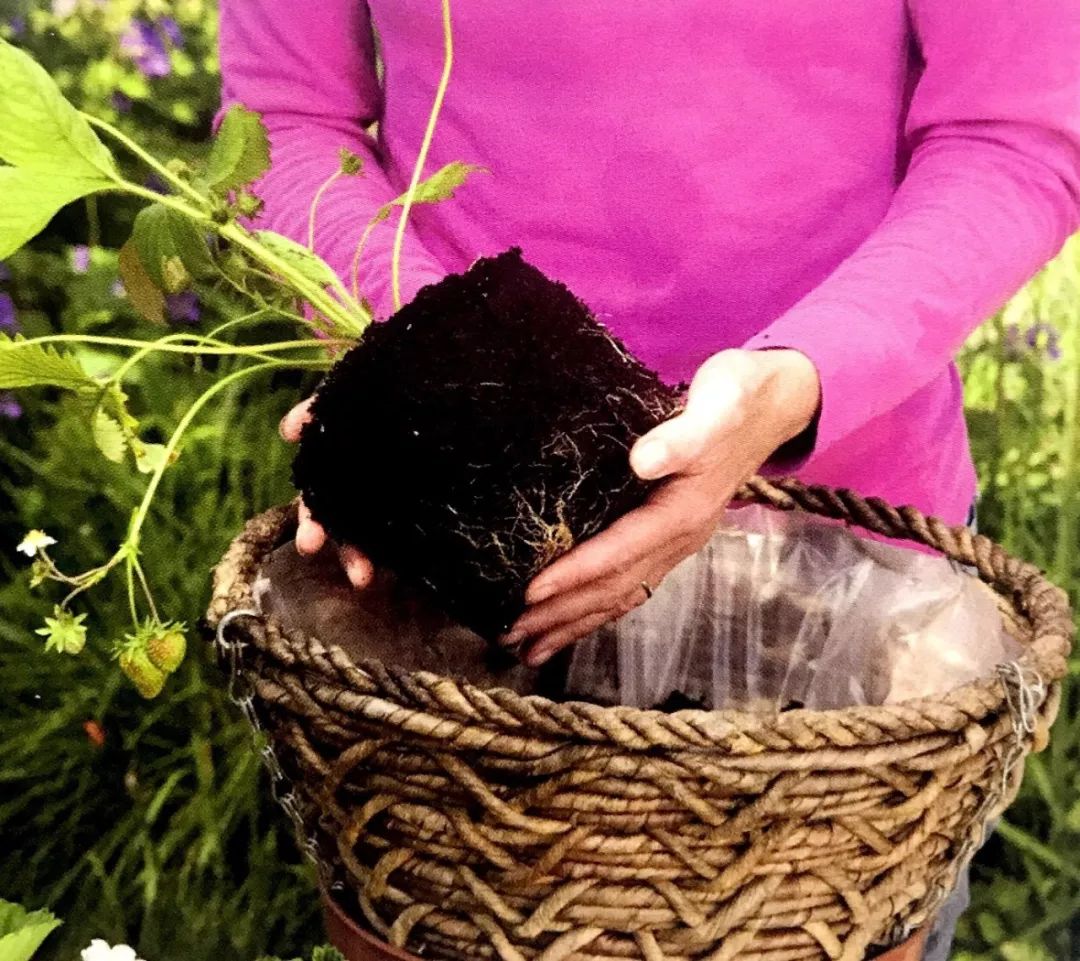 吊篮草莓采摘园,草莓盆栽吊兰