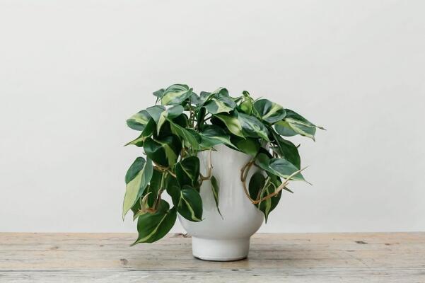 绿萝可以一直在雨地淋雨吗,绿萝能稍微淋雨吗