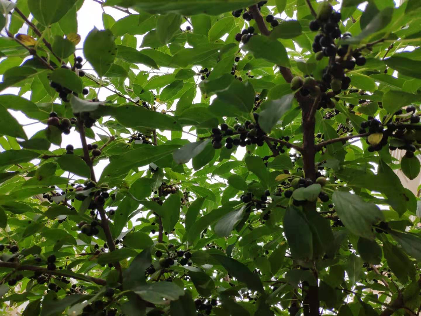 树上结的豆子有什么功效,树上结的黑豆煮水治白头发吗