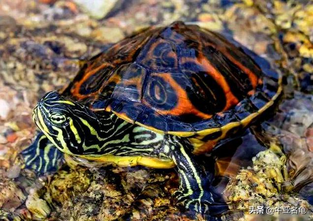 新手养水龟最好养什么龟,新手养半水龟哪个品种好
