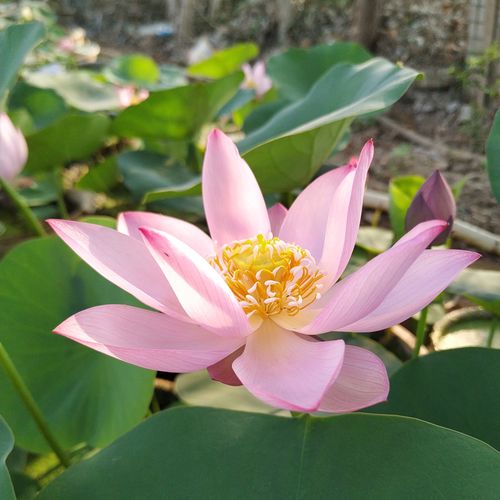 今天分享几十种荷花品种图鉴,荷花品种大全及名称图片