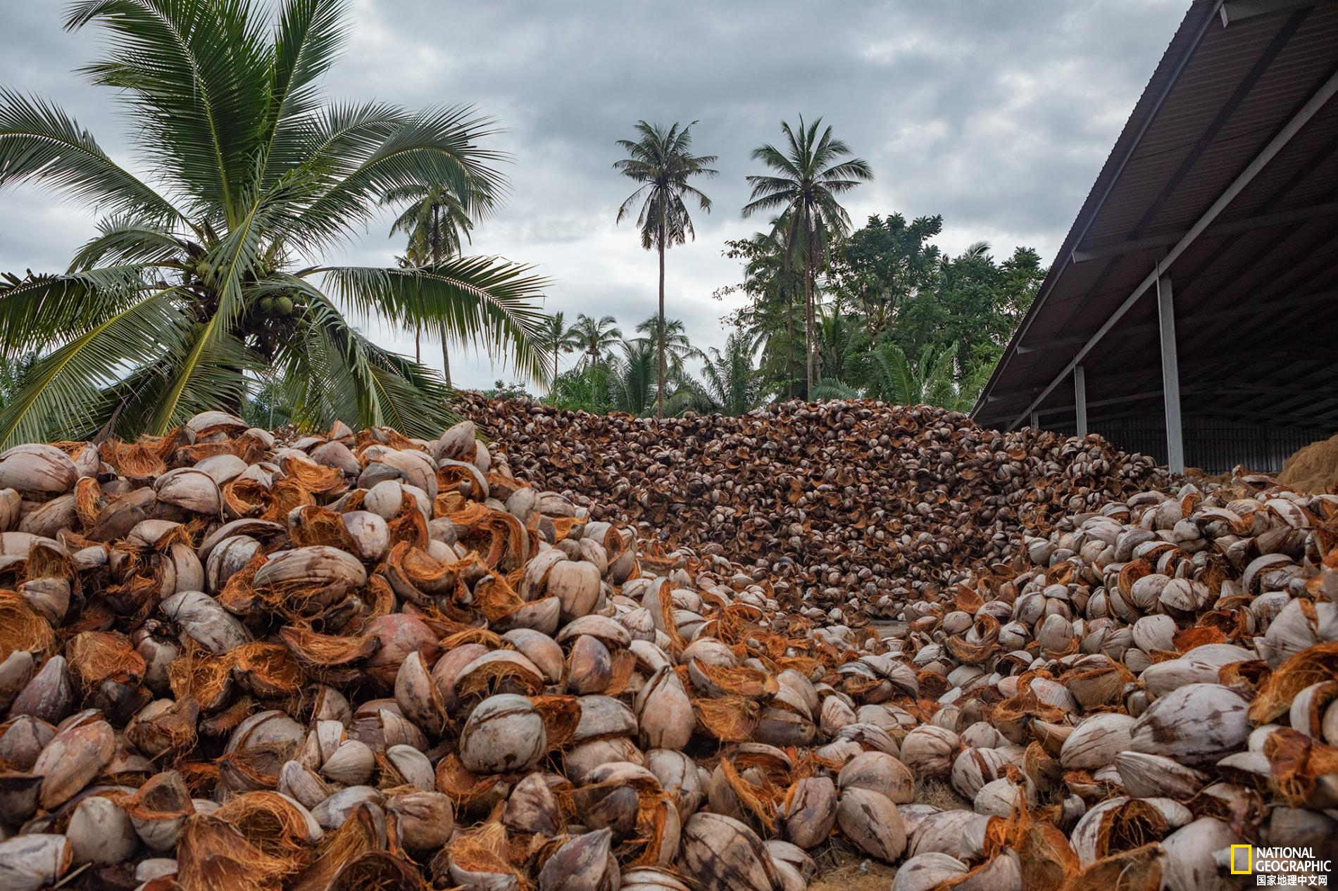 泰国蛋童旅游热潮,泰国蛋童引发旅游热潮