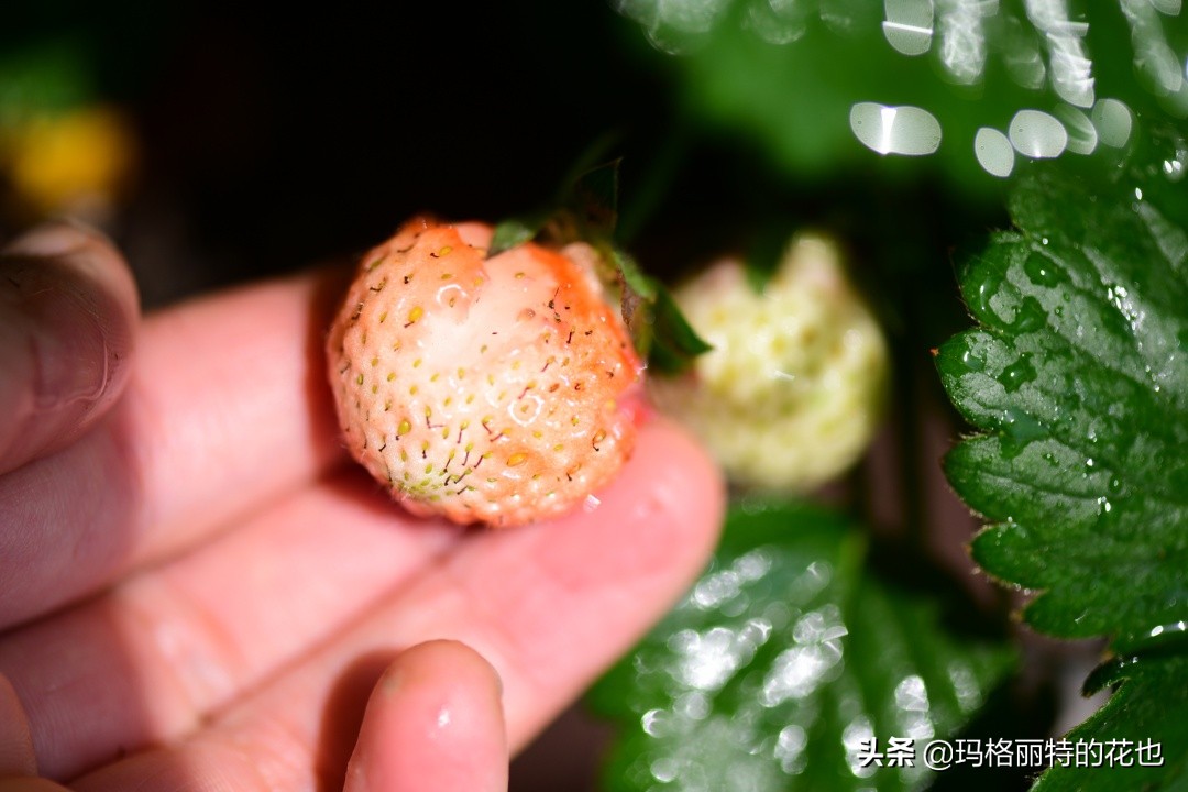 花园里种树莓吗,树莓在庭院里如何种植