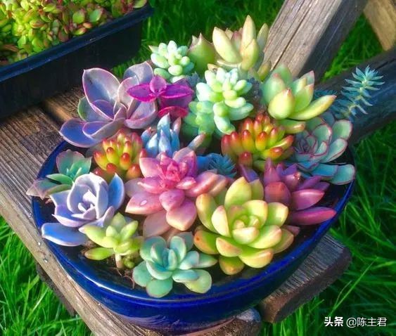 十大最贵法师多肉排行榜,玉露多肉最贵多少钱一棵