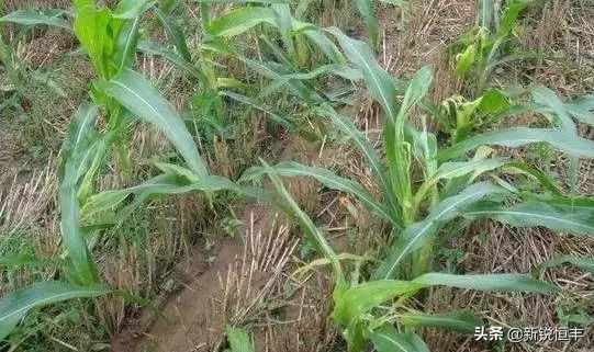 甜糯玉米各时期的病虫害,玉米苗期常见病虫害有哪些