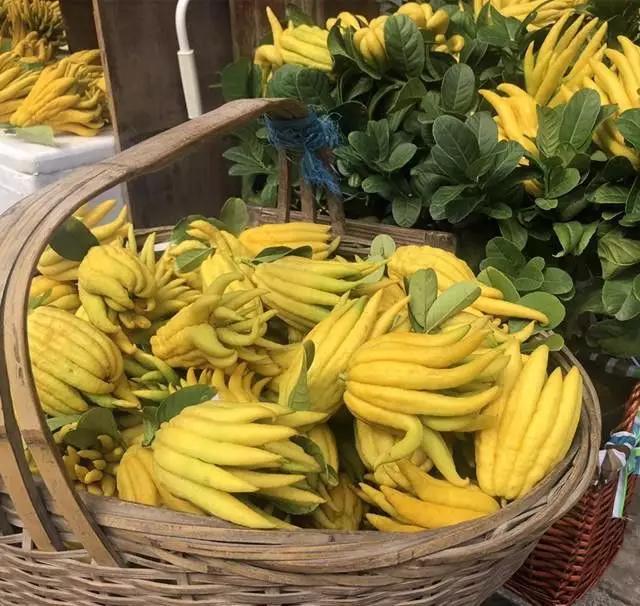 家里养佛手可以吃吗,佛手养一棵能结果吗