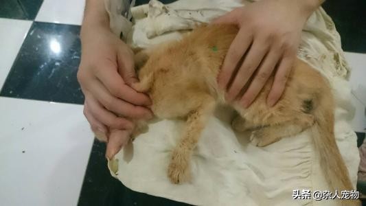 花露水可以驱猫猫身上的跳蚤吗,用什么给猫猫洗澡可以去掉跳蚤